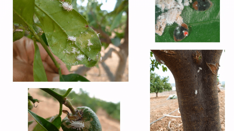 Cotonet de los cítricos Delottococcus aberiae|cochi 1|cochi 2|Generaciones de Delottococcus aberiae